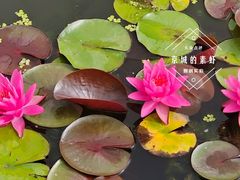 -莲花池公园