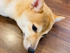 -柯斗斗主题餐厅·狗咖·围炉煮茶·茶饮(国瑞升平里店)