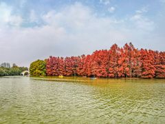 -上海海湾国家森林公园