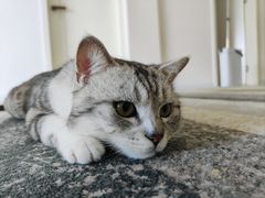 -贝康宠物医院·犬猫全科·小动物特色诊疗中心(东环路店)