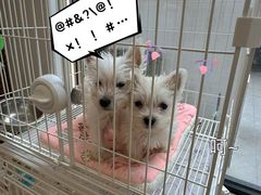 -翊宠yipet猫狗购宠庄园犬舍•猫舍