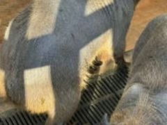 -昆明动物园