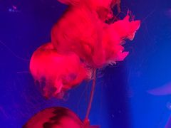 -南昌海洋公园