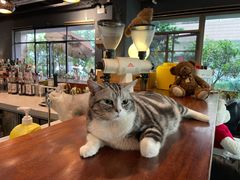 -咖法森林·咖啡  酒吧(天河店)