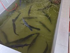 -鸿渡渔庄·特色鸭咀鱼