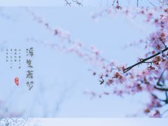 -香雪海