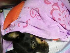 -谐和贝康宠物医院24小时·宠保定点(急重症转诊中心)