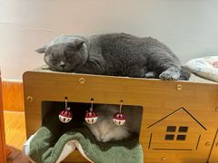 -有猫主题·治愈系猫咖(曾厝垵店)