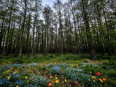 -上海共青森林公园