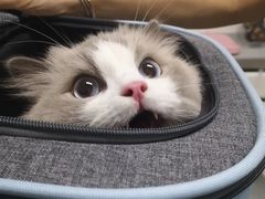 -达爱动物医院·犬猫分区·CT·复杂眼科(远洋山水分院)