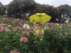 -松山湖梦幻百花洲