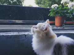 -喵的天空名猫咖啡馆·撸猫·猫舍·用品