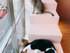 -猫儿山۰猫主题餐厅