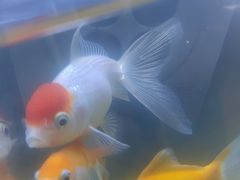 -华夏良子·足道SPA艾灸(王府井店)