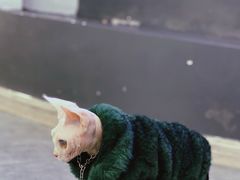 -极木²邸 人与宠物·互动社区