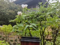 -龙华寺