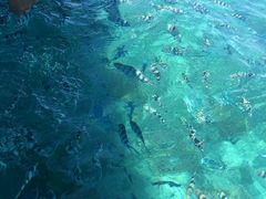 -斐济双桅帆船外岛一日游 浮潜 海钓 Tinhao号