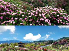 -贵州百里杜鹃风景名胜区