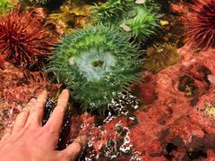 -西雅图水族馆