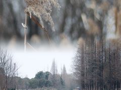 -南湖湿地公园