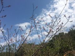 -神光山国家森林公园