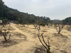-南国桃园旅游度假区