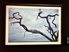 -罗红摄影艺术馆