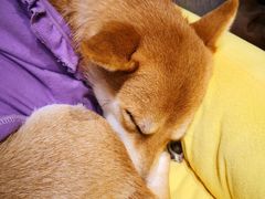 -逗柴咖啡屋·狗咖猫咖宠物桌游