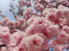-天适樱花悠乐园