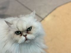 -御宝贝·A梦猫科宠物医院(国际猫友好医院)