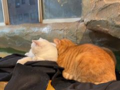 -猫猫幼稚园·撸猫·桌游·电玩