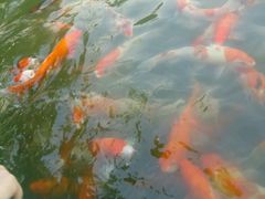 -田野绿世界