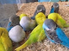 -怪兽屋·羊驼·猫咖·狗咖(俊华广场店)