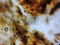 -欧奕国际动物医院