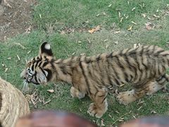 -西霞口神雕山野生动物世界