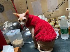 -猫色咖啡·猫咖