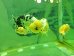 -北戴河圣蓝海洋公园