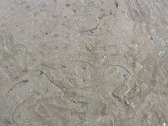 -大鹿岛