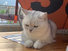 -喵屿·大理花园猫咖