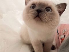 -Gray Whale 灰鲸餐厅(北美N1店)