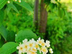 -黑龙江省森林植物园