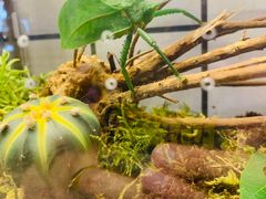 -Rabbit Cafe私房西餐甜点咖啡(栖霞路店)