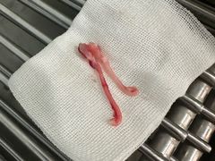 -纳吉亚猫专科动物医院博雅分院