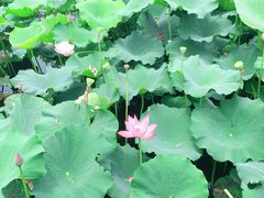-荷塘月色湿地公园·向阳花洲
