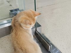 -萌兽医馆·宠物医院·猫骨科(创景店)