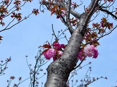 -高东镇樱花园