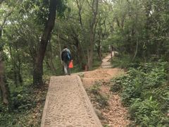 -上海佘山国家森林公园天马山园