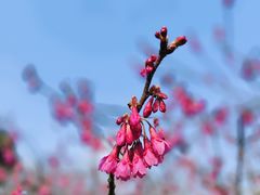 -顾村公园