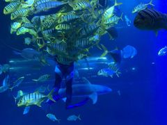 -太平洋海底世界