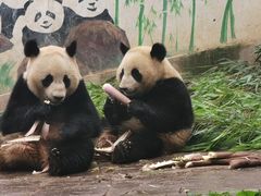 -中国大熊猫保护研究中心雅安碧峰峡基地